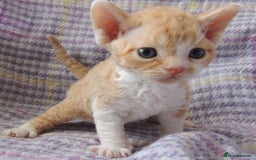 Devon Rex cats for sale: Beautiful Devon Rex Kittens - GCCF registered - Image 20