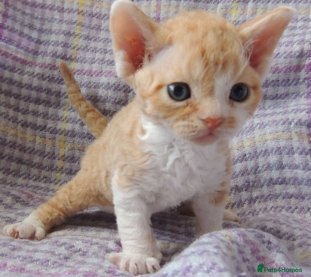 Devon Rex cats for sale: Beautiful Devon Rex Kittens - GCCF registered - Image 20