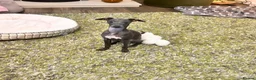 Italian Greyhound dogs for sale: Beautiful Italian Greyhound KC Puppy female  - Advert 7