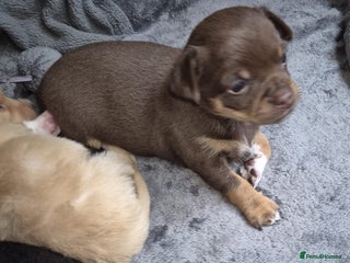 Chihuahua dogs Chihuahua puppy - Advert 3