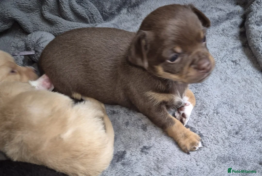 Chihuahua dogs for adoption: Chihuahua puppy  - Advert 1