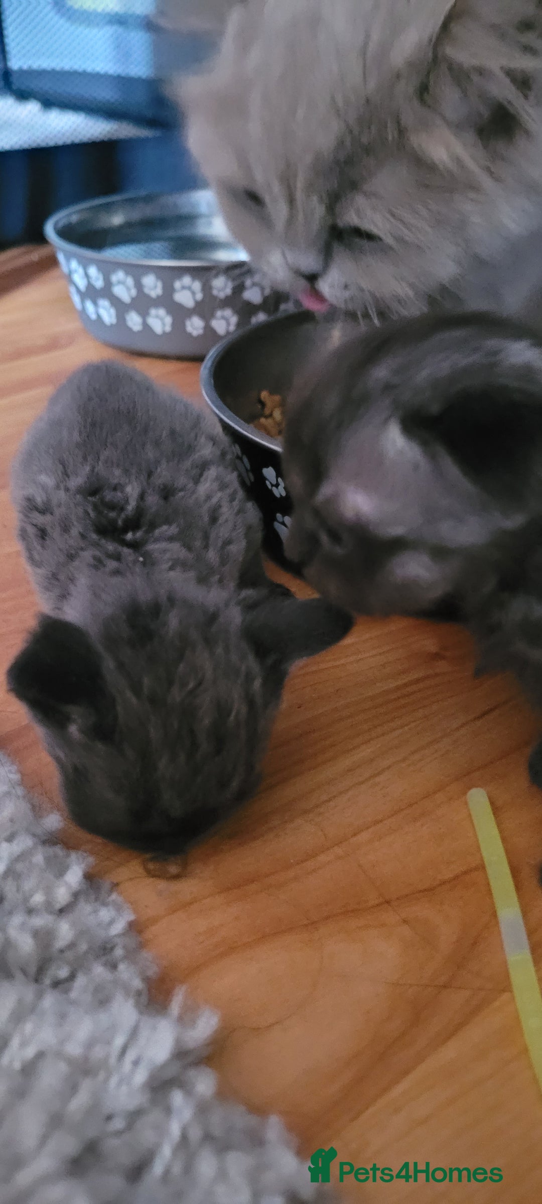 Scottish Fold cats for sale: 4 Scottish Fold kittens with mother - Image 8