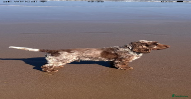 Cocker Spaniel dogs - Advert 6