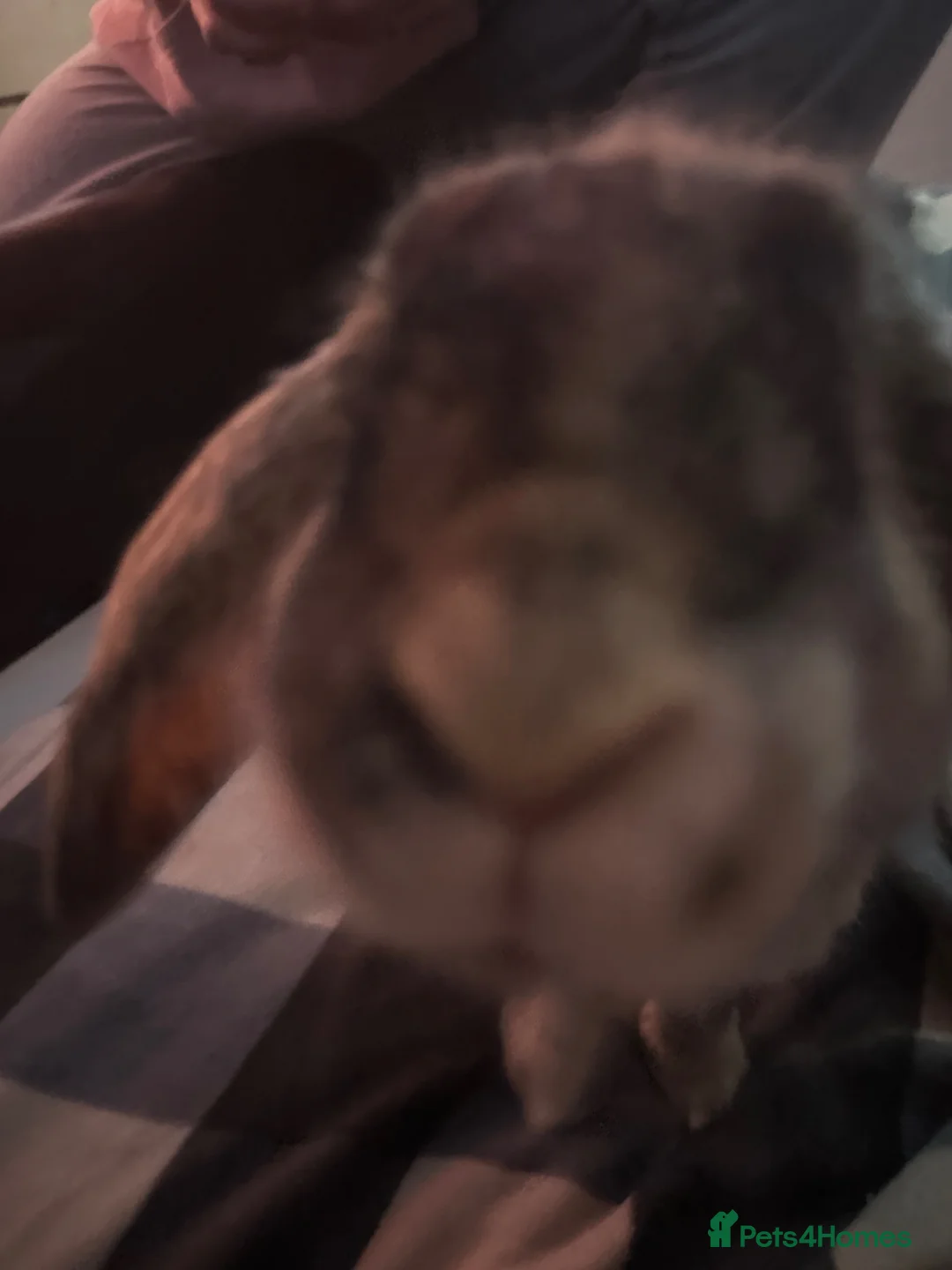 Mini Lop rabbits for sale: Tiny🐰 in Glasgow - Advert 2