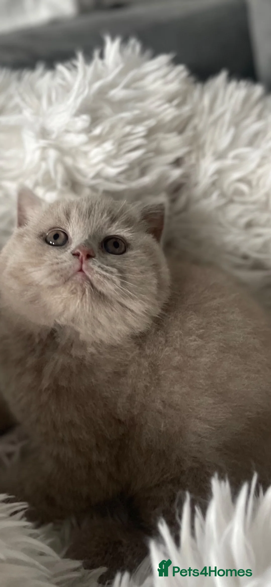 British Shorthair cats for sale: GCCF REGISTERED LILAC  BOY  - Advert 5
