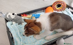 Mixed Breed dogs for sale: American bulldog x akita - Image 2