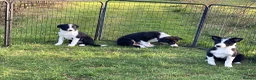 Border Collie dogs for sale: Border Collie pups  - Advert 4