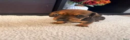 Miniature Dachshund dogs for sale: Lovely litter of 5 Miniature Dachshunds  - Advert 15