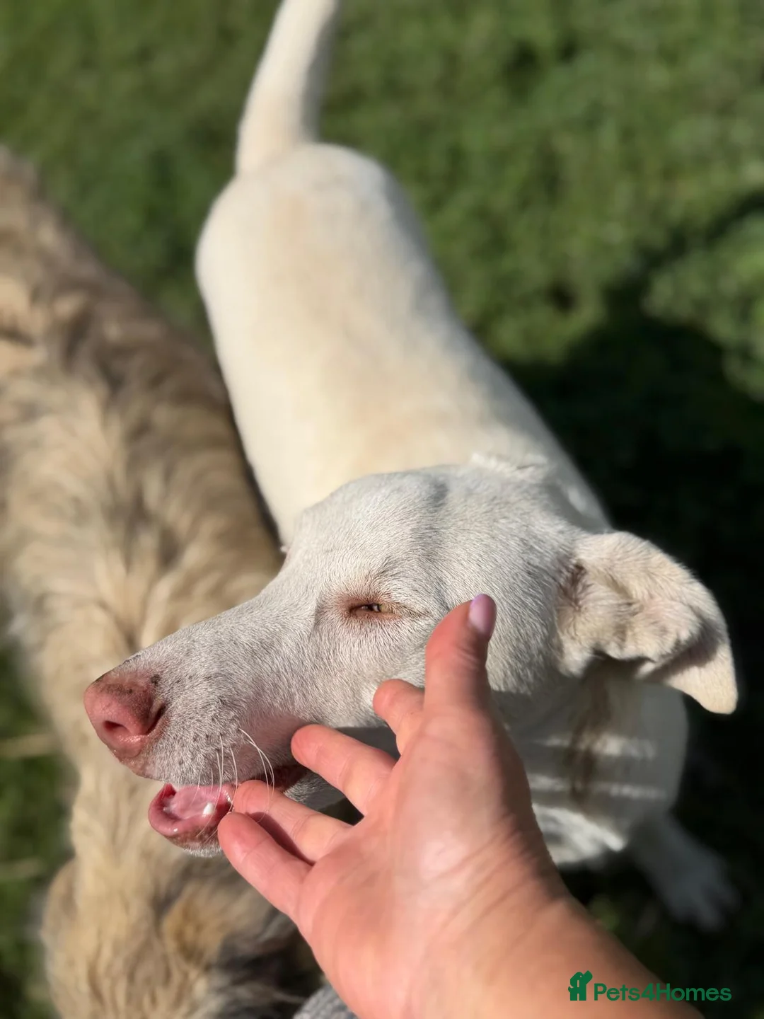 Mixed Breed dogs for adoption: 🐾❤️TALIA WISHES SHE HAD A FAMILY OF HER OWN❤️🐕🐾 - Advert 2