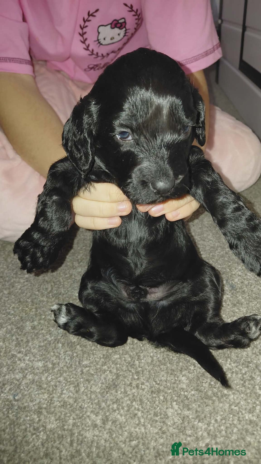 Mixed Breed dogs for sale: Sprockerpoos - Advert 2