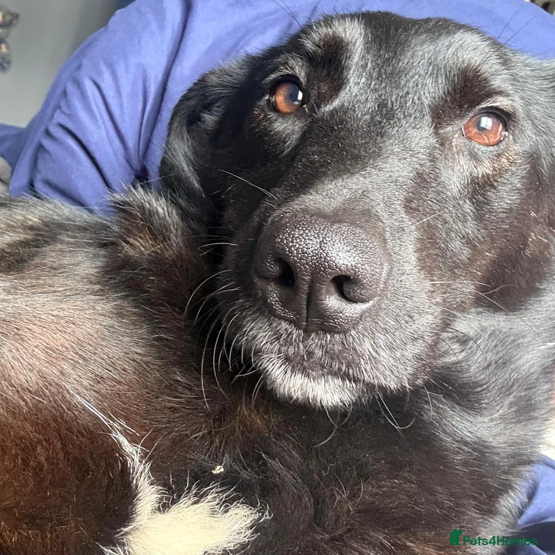 Mixed Breed dogs for adoption: Roberta 🩷 - Advert 2