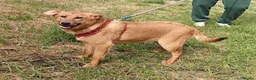 Mixed Breed dogs for adoption: ❤️🐶 YARA – THE GENTLEST LITTLE SOUL 🐶❤️ - Advert 18