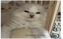 Ragdoll cats for sale: Champion line Ragdoll kittens GCCF registered - Image 2