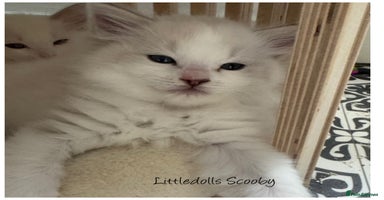 Ragdoll cats - Advert 15