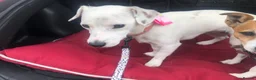 Jack Russell dogs for sale: 🐾 Beautiful 5-Year-Old Jack Russell Female 🐾 in York - Advert 2