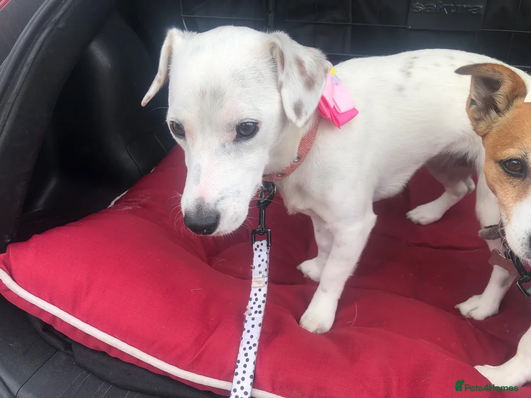 Jack Russell dogs for sale: 🐾 Beautiful 5-Year-Old Jack Russell Female 🐾 in York - Advert 2