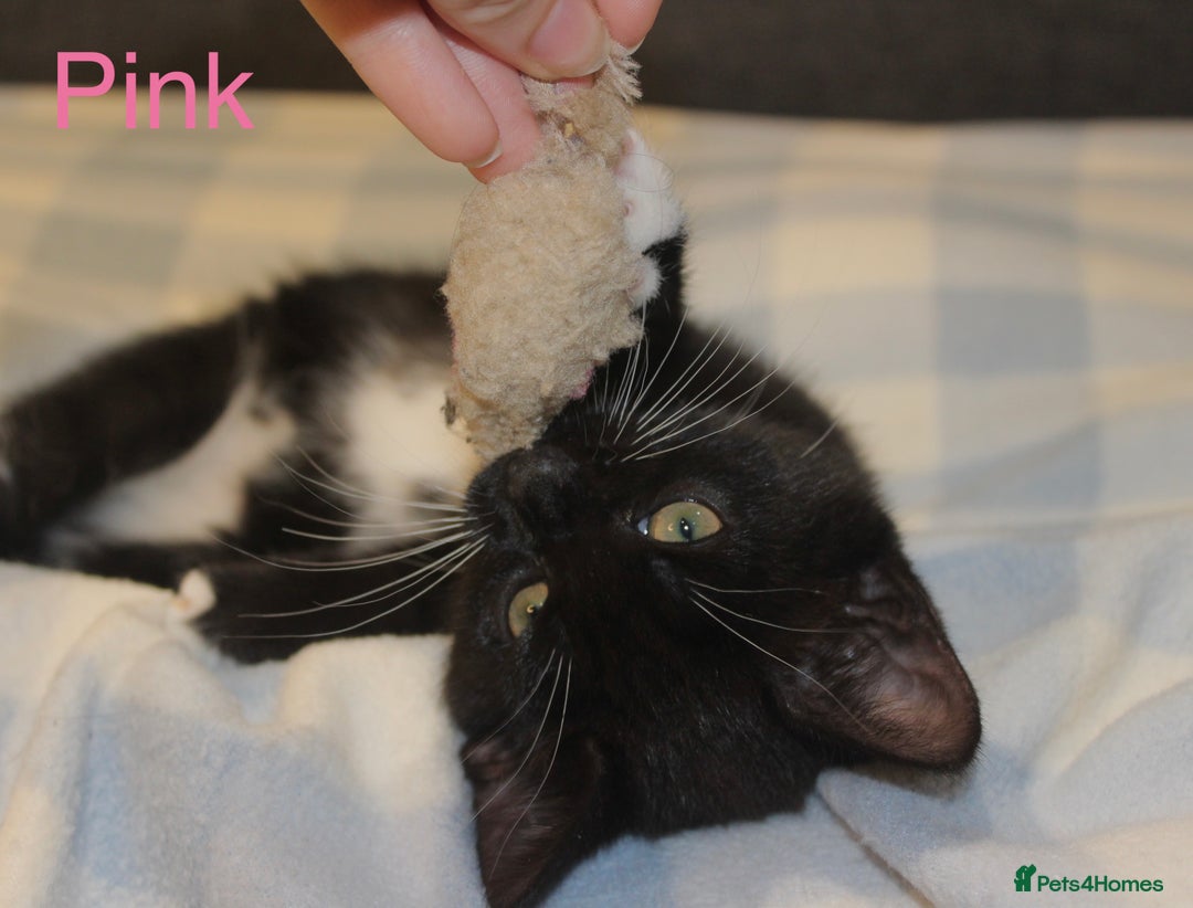 Domestic Shorthair cats for sale: Gorgeous Black/White Domestic Shorthairs Available - Image 12