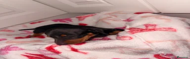 Dachshund 4