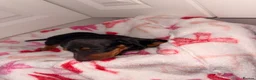 Dachshund dogs for sale: 7 Dachshund Puppies Ready for Their Forever Homes - Advert 5