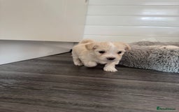Bichon Frise dogs for sale: 🤍 3 female and 5 male - Image 9