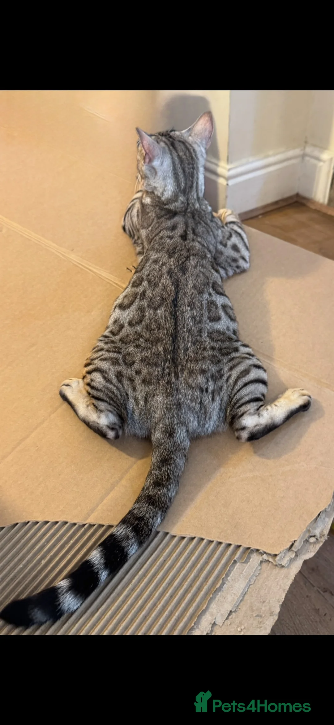 Bengal cats for sale: Bengal kittens  in Llanelli - Advert 2