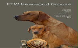 Labrador Retriever dogs for sale: KC Working Labrador Puppies - Image 10