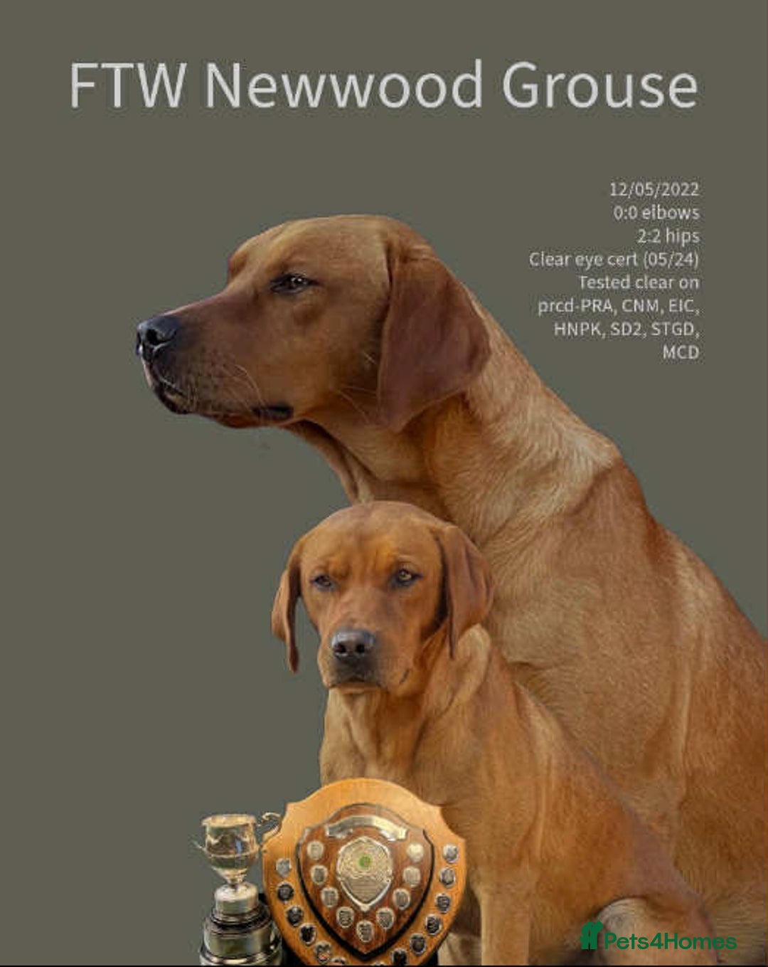 Labrador Retriever dogs for sale: KC Working Labrador Puppies - Image 10