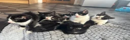 Mixed Breed cats for sale: Kittens  - Advert 6