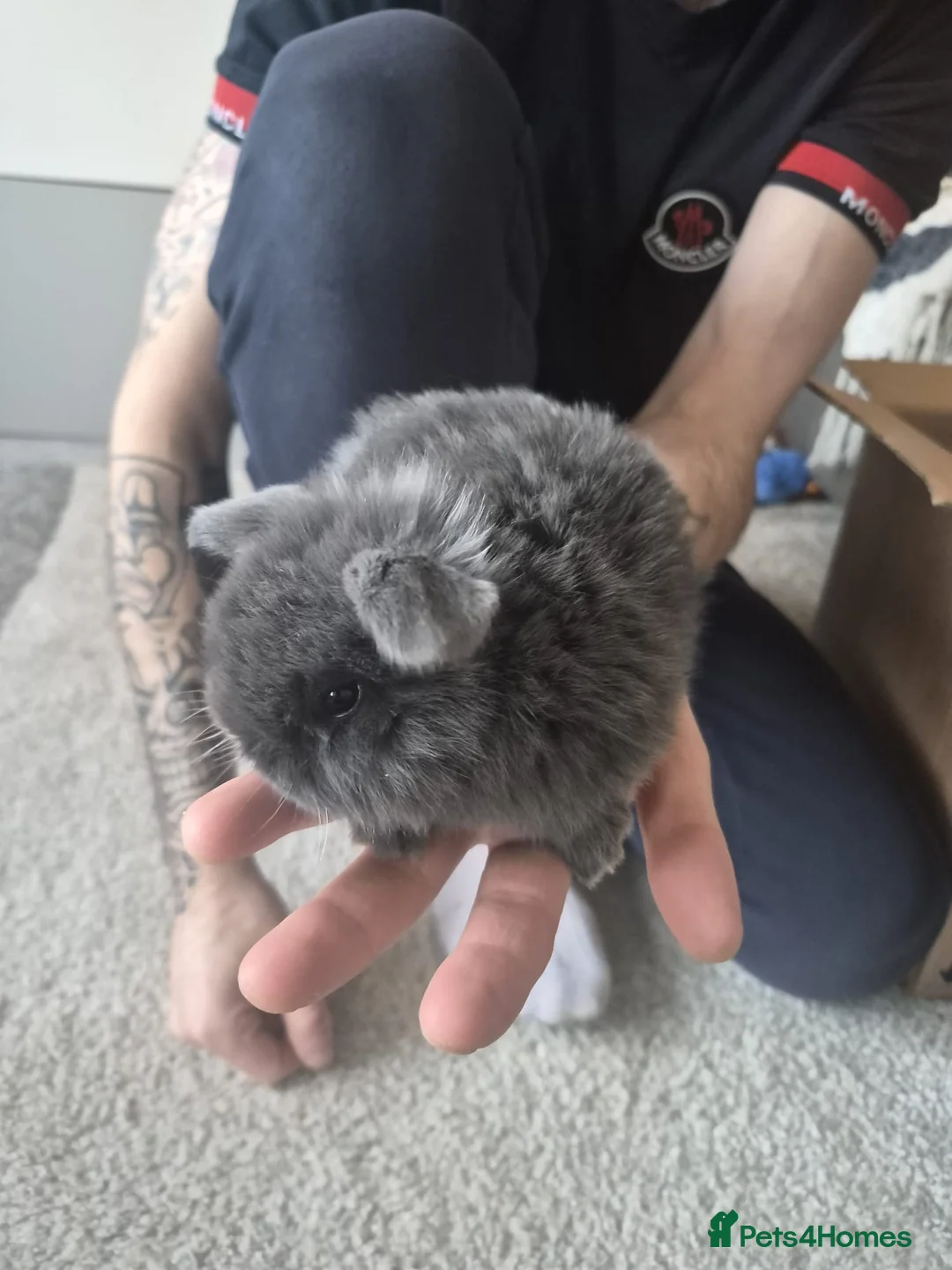 Mixed Breed rabbits for sale: 🌿 **Rabbits for Sale –Healthy and Beautiful!** 🐰 - Advert 1