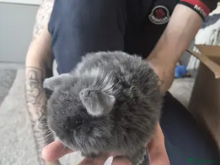 Mixed Breed rabbits 🌿 **Rabbits for Sale –Healthy and Beautiful!** 🐰 - Advert 3