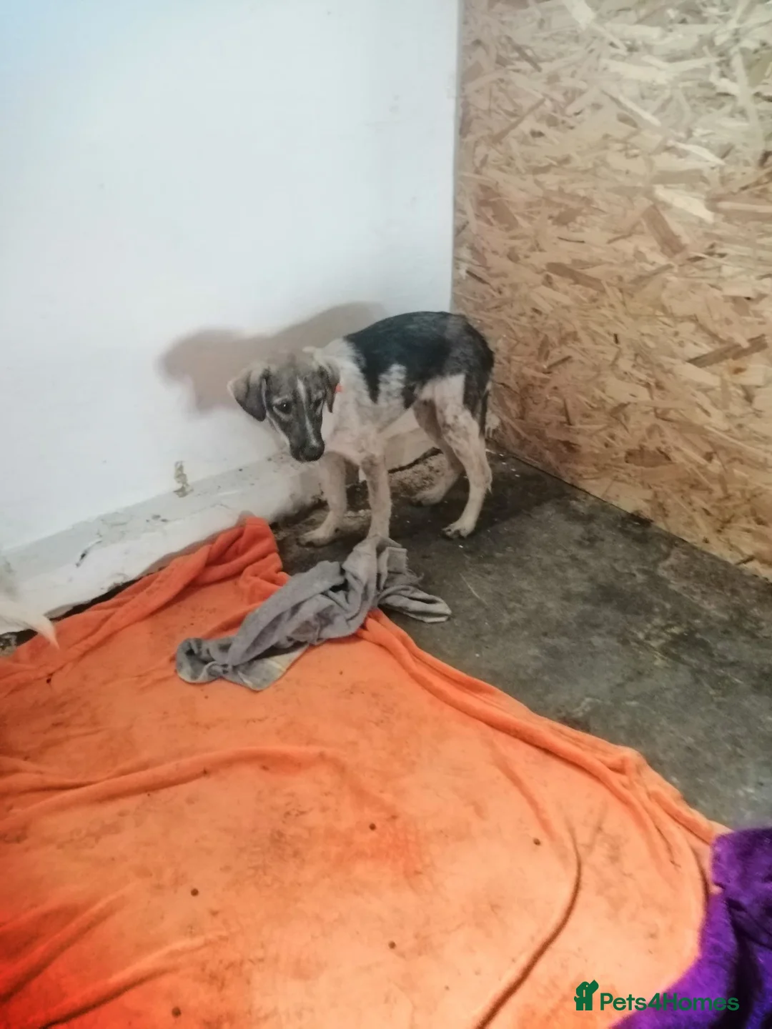 Mixed Breed dogs for adoption: 🌟 Marley 💛 5 years in shelter, still hoping - Advert 13