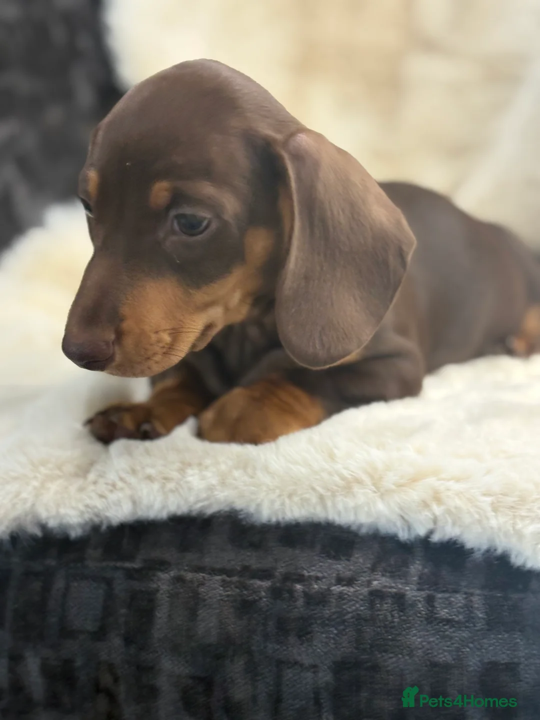 Miniature Dachshund dogs for sale: Top quality mini smooth dachshund pups  - Advert 14