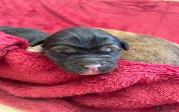 Mixed Breed dogs for sale: Malkita puppies 4 boys  - Image 5
