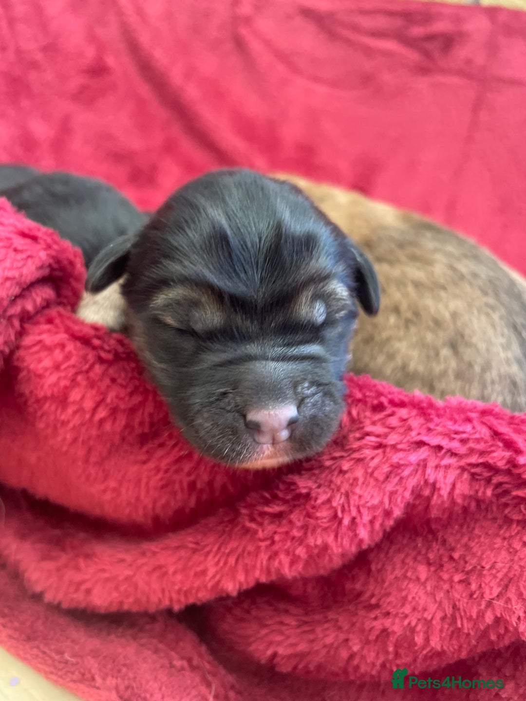 Mixed Breed dogs for sale: Malkita puppies 4 boys  - Image 5