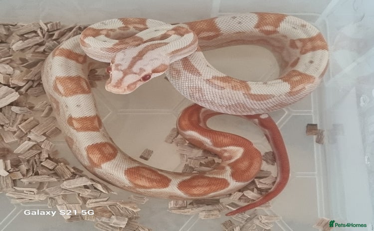 Boa Snake reptiles - Advert 11