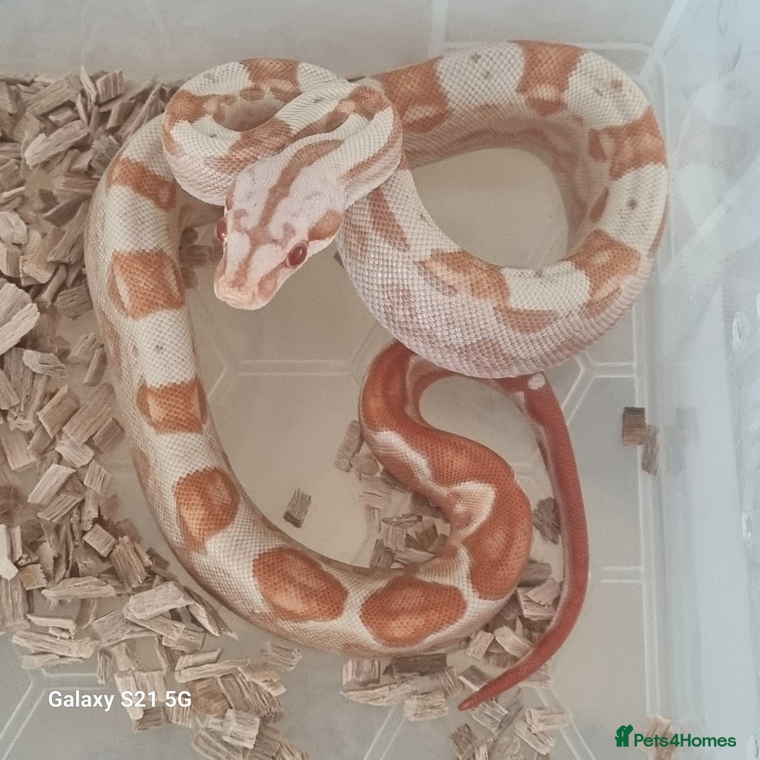 Boa Snake reptiles for sale: Sunglow motley het raptor het jungle - Image 1