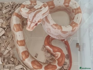 Boa Snake reptiles - Advert 30