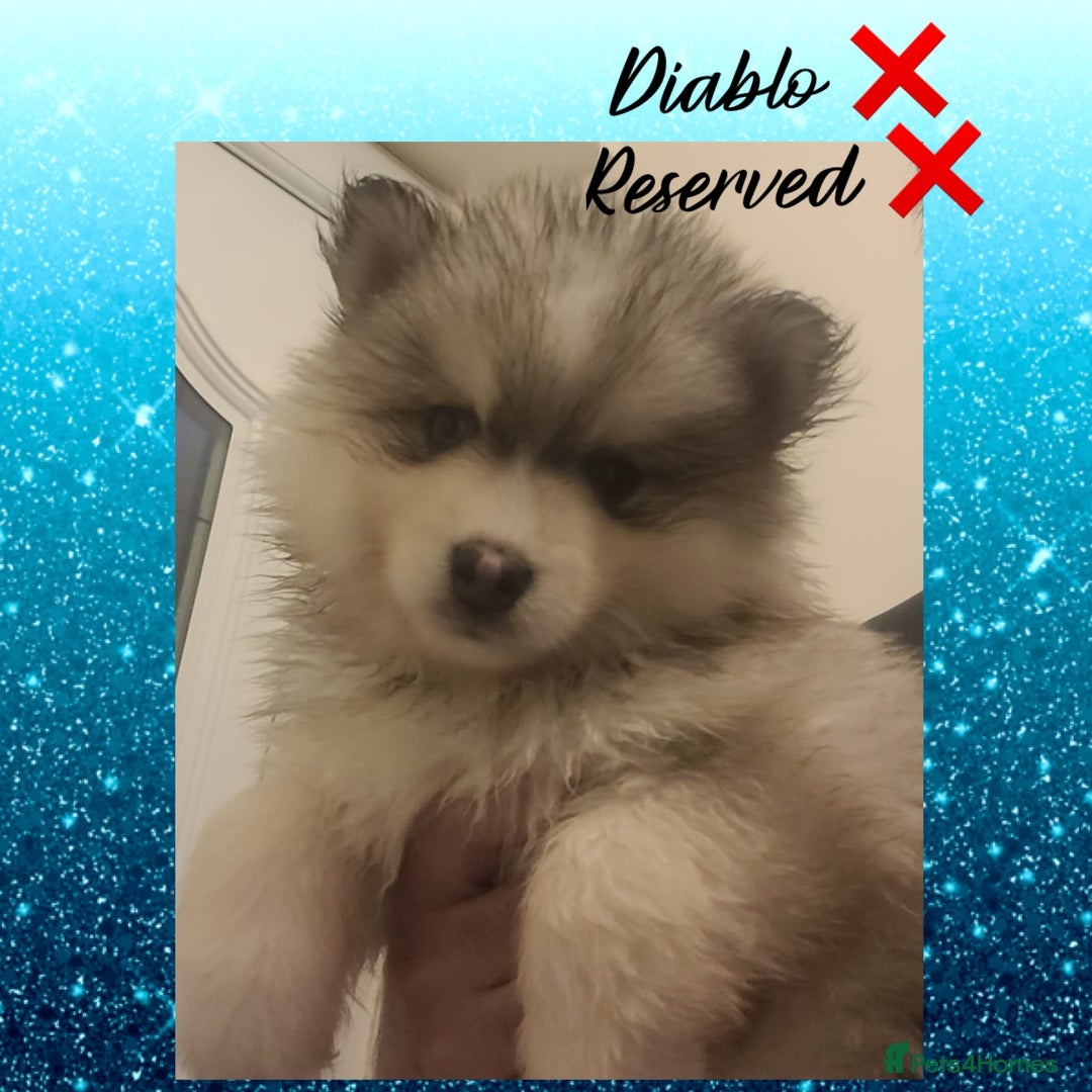 Pomsky dogs for sale: Pomsky Puppies - Image 6