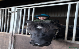 Welsh Section D horses for sale: Section D beautiful Black Mare Magic - Image 24