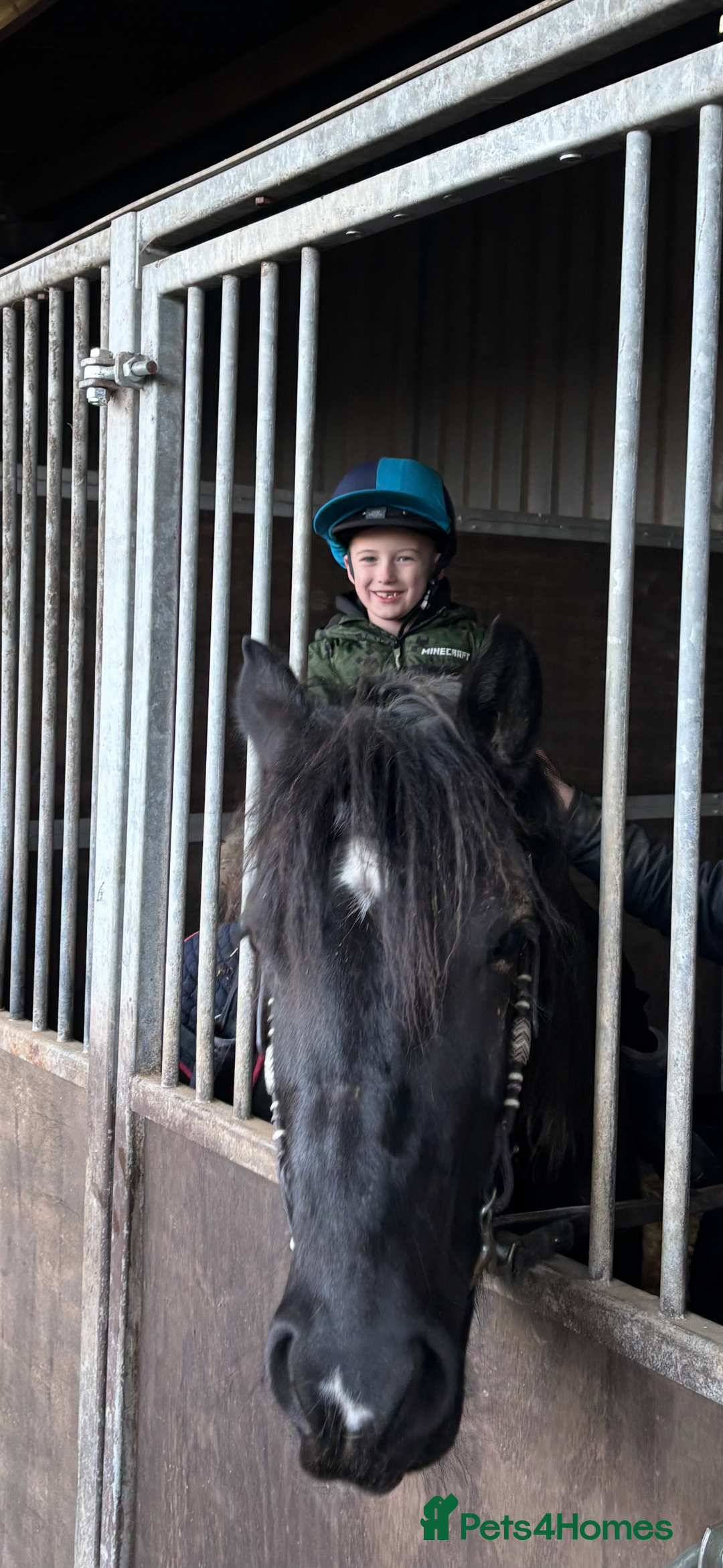 Welsh Section D horses for sale: Section D beautiful Black Mare Magic - Image 24