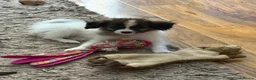 Papillon dogs for sale: KC Registered Male Papillon puppy for sale in Braintree - Advert 29