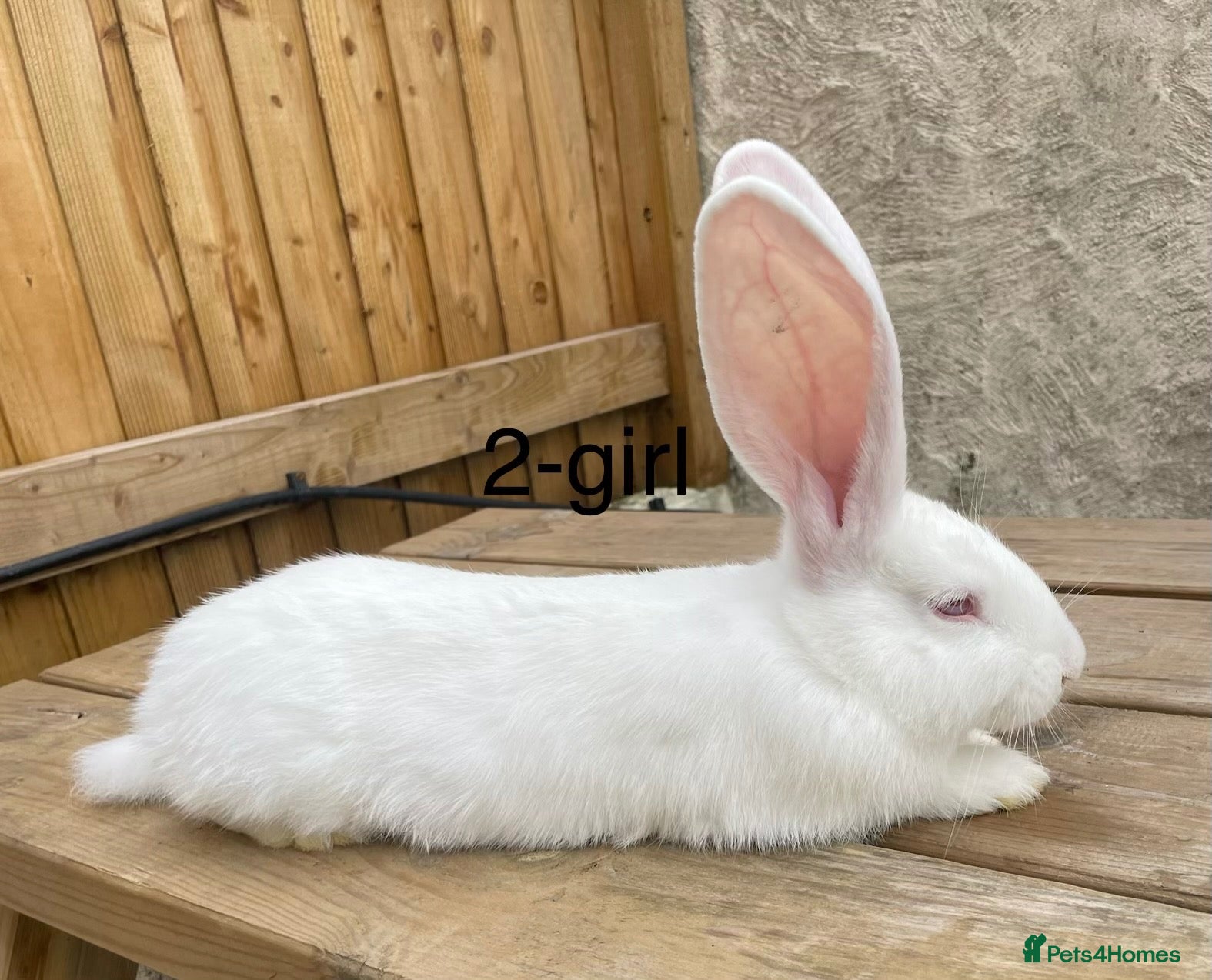Continental Giant rabbits Beautiful pure bred continental giants - Advert 2