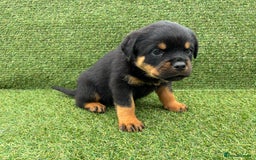 Rottweiler dogs for sale: 🏆Ready to go! By N.1 Stud in the UK METAL!!🏆 - Image 34
