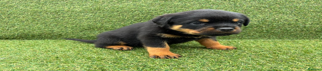 Rottweiler Puppy 5