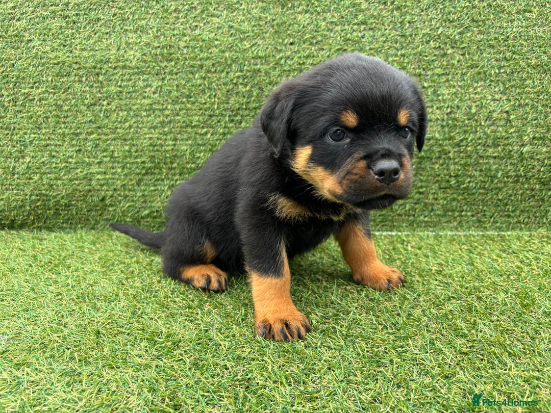 Rottweiler dogs for sale: 🏆Ready to go! By N.1 Stud in the UK METAL!!🏆 - Image 34