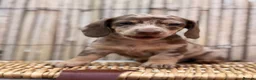 Miniature Dachshund dogs for sale: Long haired miniature dachshund  - Advert 18