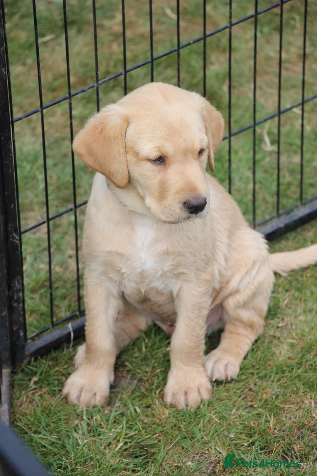 Labrador Retriever dogs for sale: Adorable Kc reg Labrador puppies ready to leave  - Advert 2