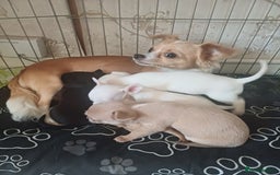 Chihuahua dogs for sale: Chihuahua puppies - Image 14