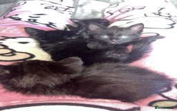 Mixed Breed cats for sale: Kittens for sale  - Image 2