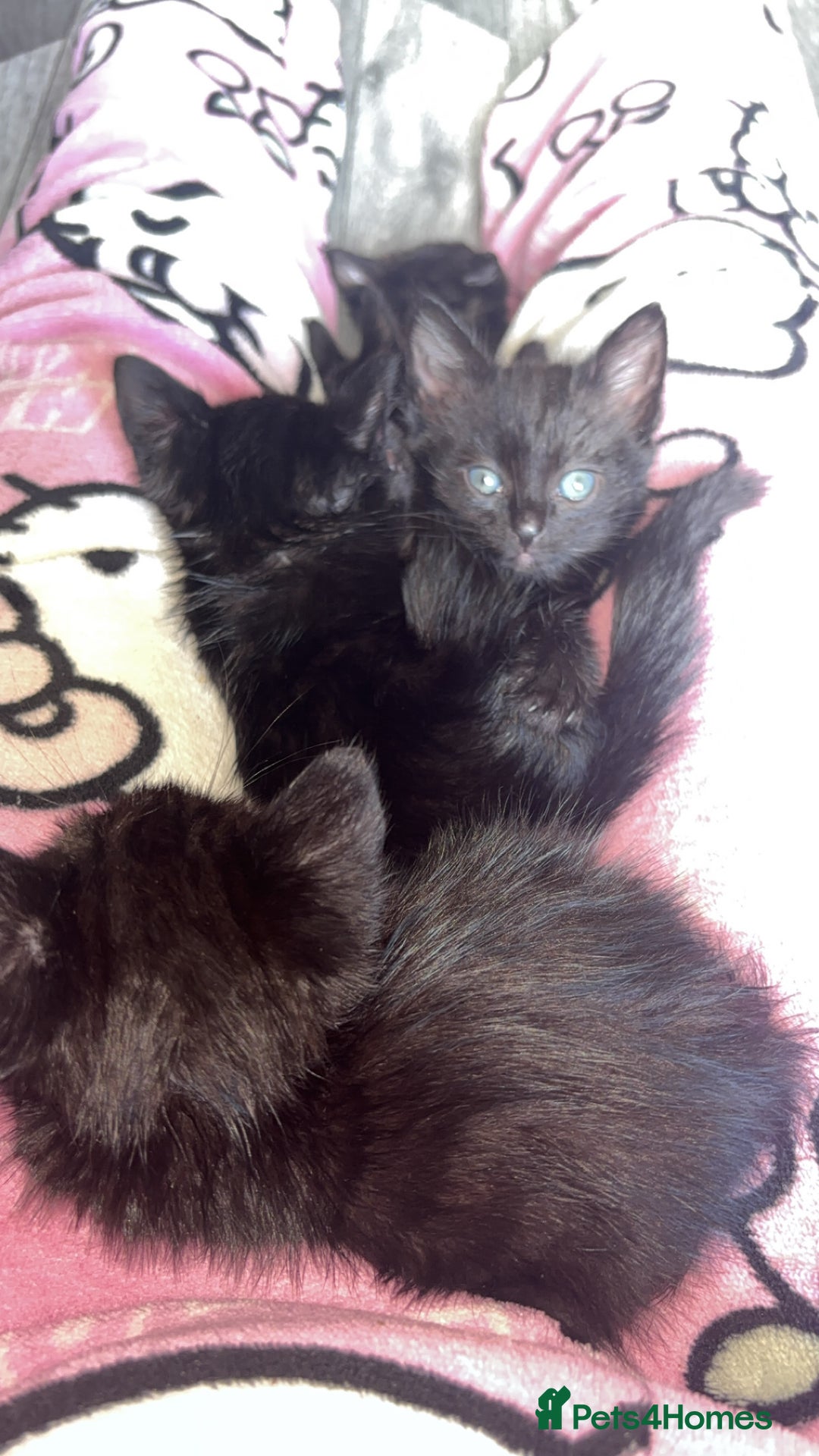 Mixed Breed cats for sale: Kittens for sale  - Image 2